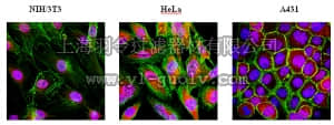 merck millipore,默克密理博,AB6046,Anti-Cytoplasmic FMR1-interacting protein 1 Antibody