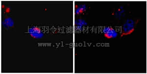 merck millipore,默克密理博,AB6050,Anti-Kinesin-like protein KIF2A Antibody