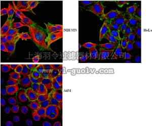 merck millipore,默克密理博,AB6057,Anti-EB1 Antibody