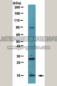 merck millipore,默克密理博,AB6060,Anti-BBIP10 Antibody