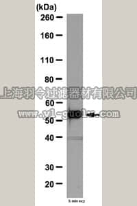 merck millipore,默克密理博,AB6065,Anti-Fibulin-5 Antibody