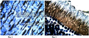 merck millipore,默克密理博,AB6066,Anti-Fibulin-6 Antibody