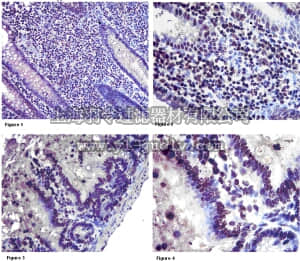 merck millipore,默克密理博,AB6070,Anti-MT1-MMP Antibody, hemopexin domain