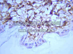 merck millipore,默克密理博,AB755P,Anti-Rat Collagen Type I Antibody