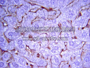 merck millipore,默克密理博,AB756P,Anti-Collagen Antibody, Type IV