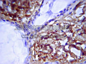 merck millipore,默克密理博,AB765P,Anti-Mouse Collagen Type I Antibody