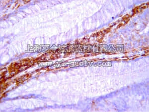 merck millipore,默克密理博,AB8201,Anti-Collagen Type IV Antibody