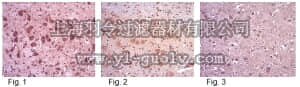merck millipore,默克密理博,AB9216,Anti-Collapsin Response Mediator Protein 1 Antibody