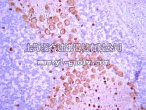 merck millipore,默克密理博,AB9372,Anti-Necdin Antibody