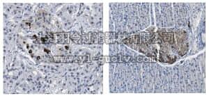 merck millipore,默克密理博,AB9433-I,Anti-GLP1R Antibody