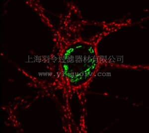 merck millipore,默克密理博,AB9556,Anti-GODZ Antibody