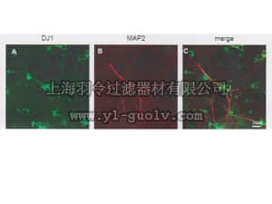 merck millipore,默克密理博,AB9718,Anti-DJ-1/PARK7 Antibody