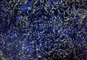 merck millipore,默克密理博,AB9726,Anti-Serotonin Transporter Antibody