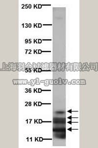 merck millipore,默克密理博,AB980,Anti-Myelin Basic Protein Antibody