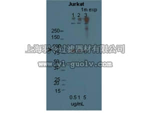 merck millipore,默克密理博,AB9870,Anti-STIM1 Antibody