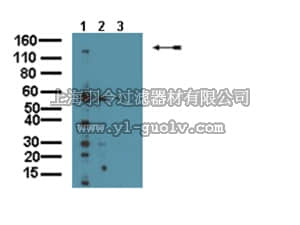 merck millipore,默克密理博,AB9878,Anti-MAGI-2 Antibody