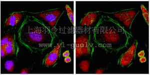 merck millipore,默克密理博,AB9913,Anti-TNRC6B Antibody