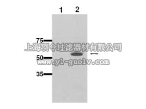 merck millipore,默克密理博,AB9916,Anti-CYP2b10 Antibody