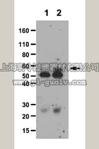 merck millipore,默克密理博,AB9927,Anti-phospho-Akt1 (Tyr326) Antibody