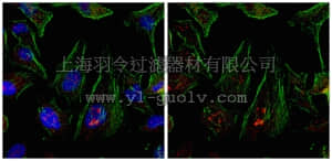 merck millipore,默克密理博,AB9962,Anti-P/CAF Antibody