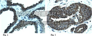 merck millipore,默克密理博,AB9985,Anti-glutathione p53 (Cys141) Antibody