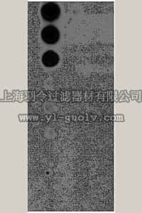 merck millipore,默克密理博,AB9986,Anti-phospho-BRCA2 (Ser3291) Antibody
