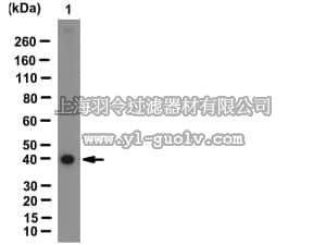 merck millipore,默克密理博,AB9995,Anti-TWEAK Antibody