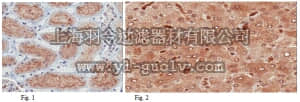 merck millipore,默克密理博,ABC100,Anti-Hyaluronan synthase 3 Antibody