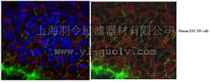 merck millipore,默克密理博,ABC106,Anti-RRM2 Antibody