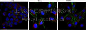 merck millipore,默克密理博,ABC107,Anti-KIF3A Antibody
