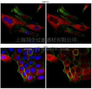merck millipore,默克密理博,ABC108,Anti-Argininosuccinate synthase Antibody