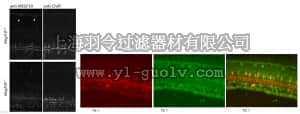 merck millipore,默克密理博,ABC10,Anti-Megf10 Antibody