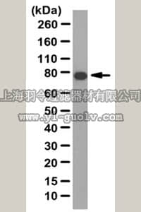 merck millipore,默克密理博,ABC110,Anti-ELMO1 Antibody