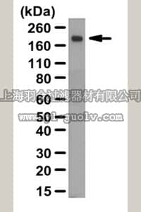 merck millipore,默克密理博,ABC114,Anti-Thrombospondin-2 Antibody