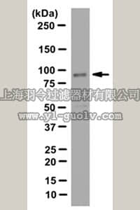 merck millipore,默克密理博,ABC116,Anti-EPS8, Antibody