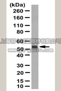 merck millipore,默克密理博,ABC117,Anti-NOXA1 Antibody