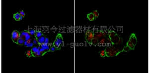 merck millipore,默克密理博,ABC11,Anti-Bax (NT) Antibody
