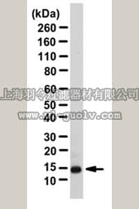 merck millipore,默克密理博,ABC128,Anti-Angiogenin Antibody