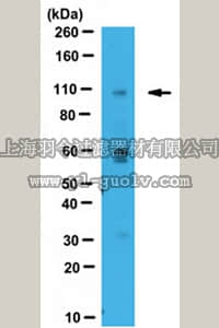 merck millipore,默克密理博,ABC129,Anti-WWP2 Antibody merck millipore,默克密理博,ABC129,Anti-WWP2 Antibody