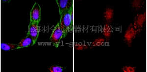 merck millipore,默克密理博,ABC12,Anti-Bak (NT) Antibody