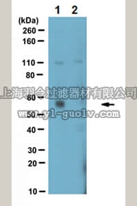 merck millipore,默克密理博,ABC130,Anti-Atg13 Antibody
