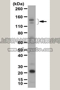 merck millipore,默克密理博,ABC131,Anti-Ambra1 Antibody