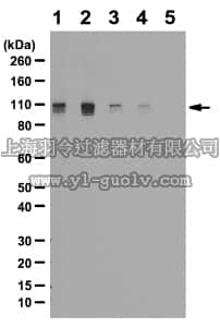 merck millipore,默克密理博,ABC132,Anti-phospho-Rb (Ser807/Ser811) Antibody