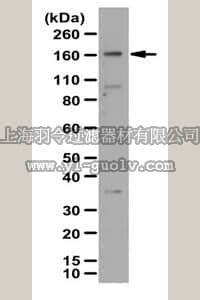 merck millipore,默克密理博,ABC133,Anti-NPC1 Antibody
