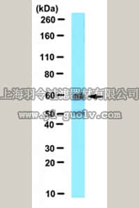 merck millipore,默克密理博,ABC142,Anti-Pex14 (peroxisomal membrane marker) Antibody