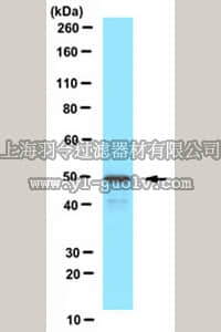 merck millipore,默克密理博,ABC143,Anti-PEX13 (peroxisomal membrane marker) Antibody