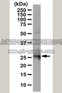 merck millipore,默克密理博,ABC144,Anti-Syntaxin 8 Antibody
