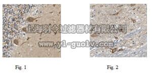merck millipore,默克密理博,ABC148,Anti-TMEM132A Antibody