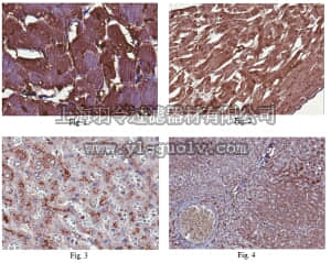 merck millipore,默克密理博,ABC149,Anti-BST2 Antibody
