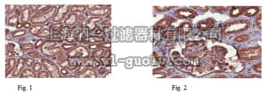 merck millipore,默克密理博,ABC150,Anti-CXCR7 Antibody